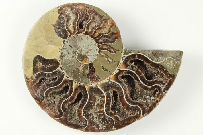3.55" Cut & Polished Ammonite Fossil (Half) - Madagascar